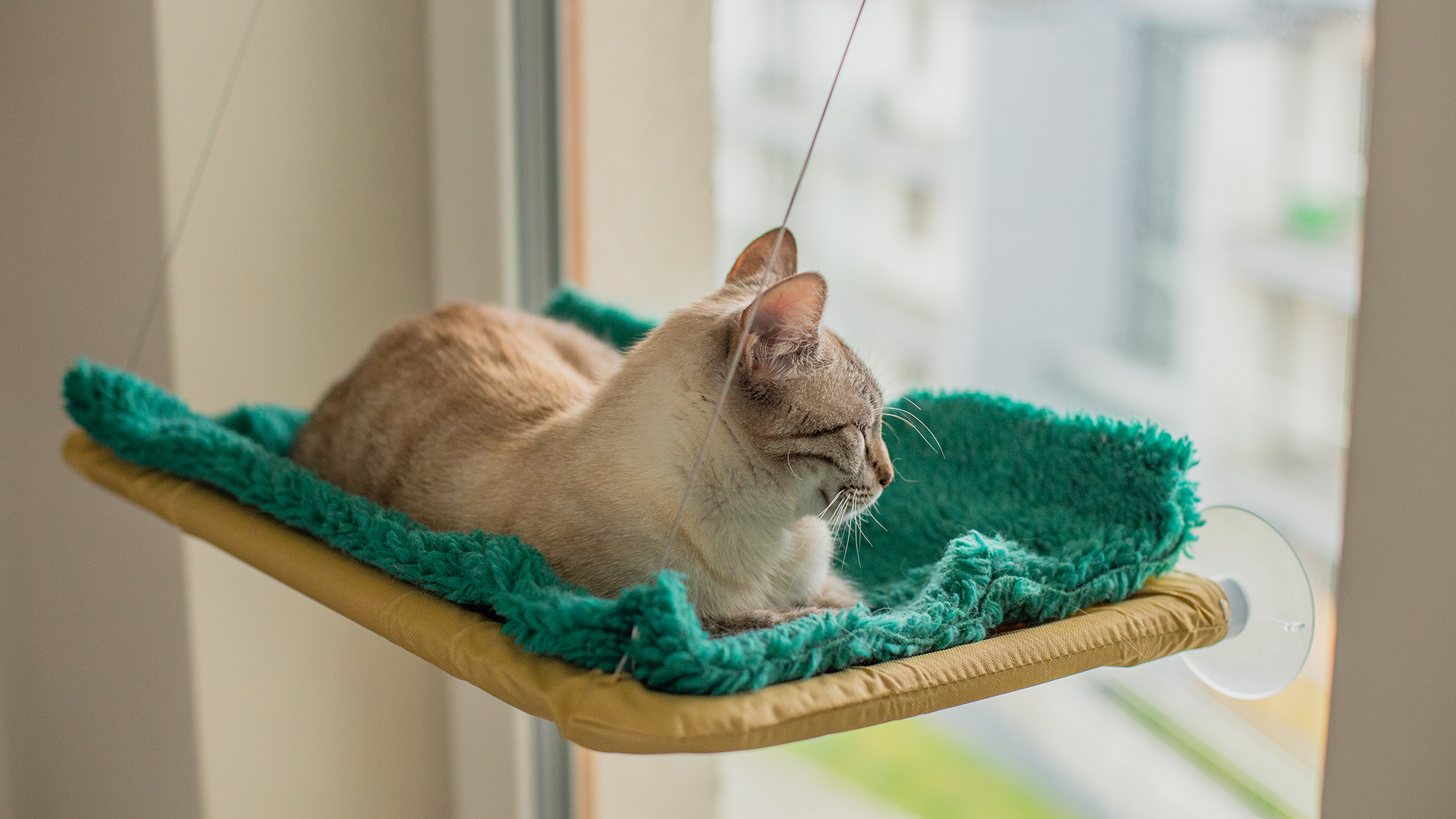 Półka na okno dla kota, którą pokocha Twój mruczek