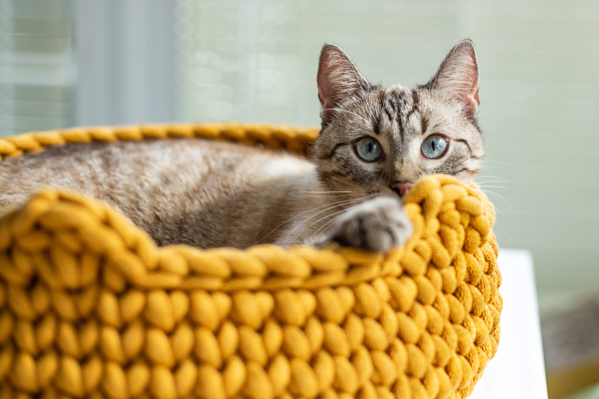 Hand-made’owe legowisko dla kota od Meow Loops
