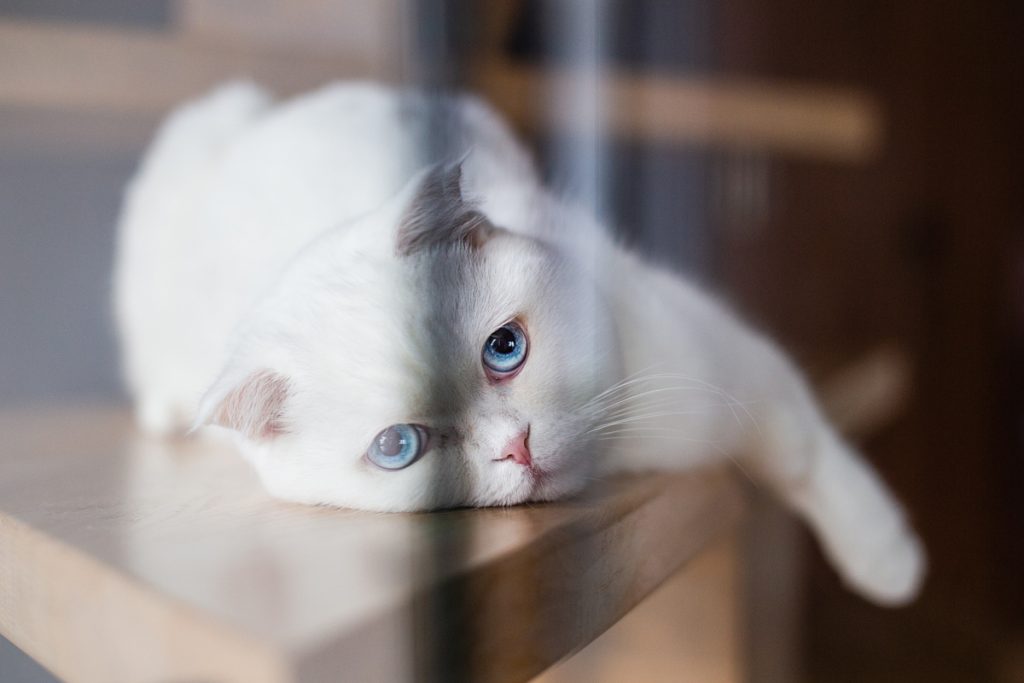 kot z niebieskimi oczami 