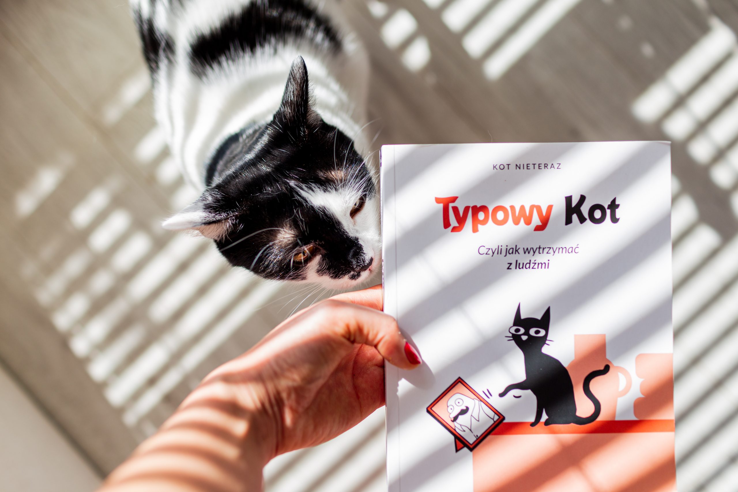 Książka „Typowy kot”, czyli słów kilka o Twoim kocie