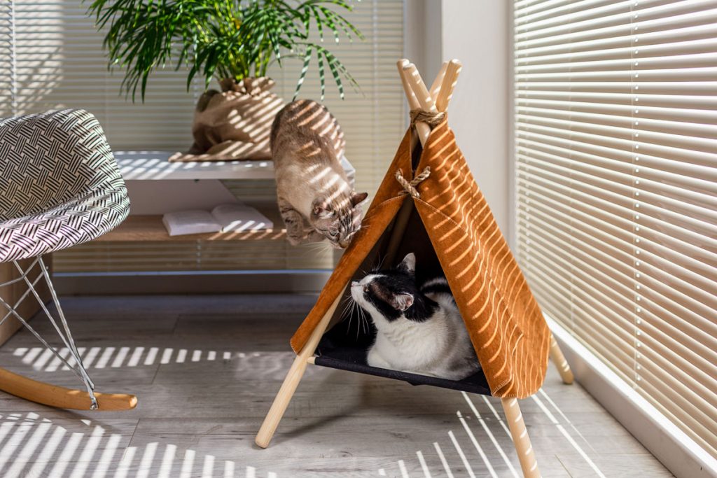 namiot dla kota 