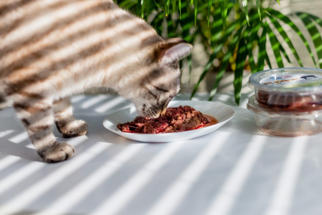 jedzenie kocie 