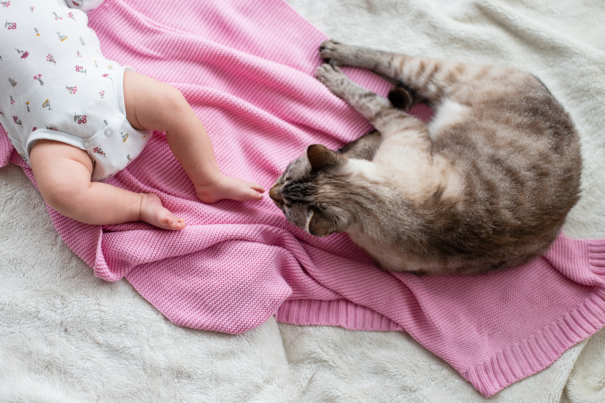 Jak przygotować kota na pojawienie się dziecka?
