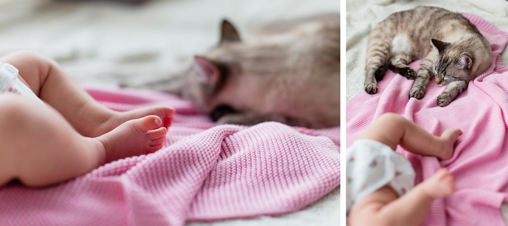 Jak przygotować kota na pojawienie się dziecka
