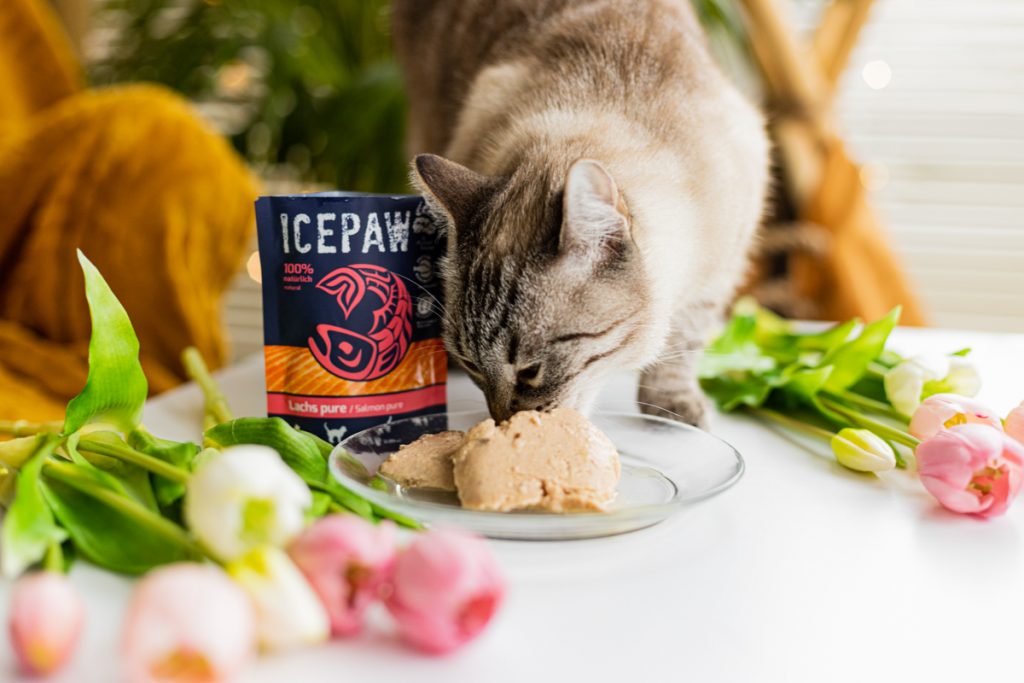 karma icepaw dla kota