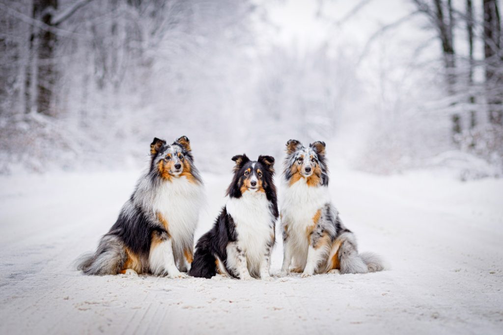 sesja zimowa z psami