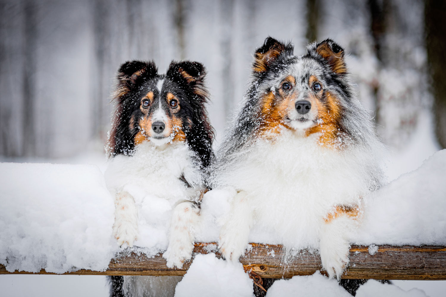 sesja zimowa z psami