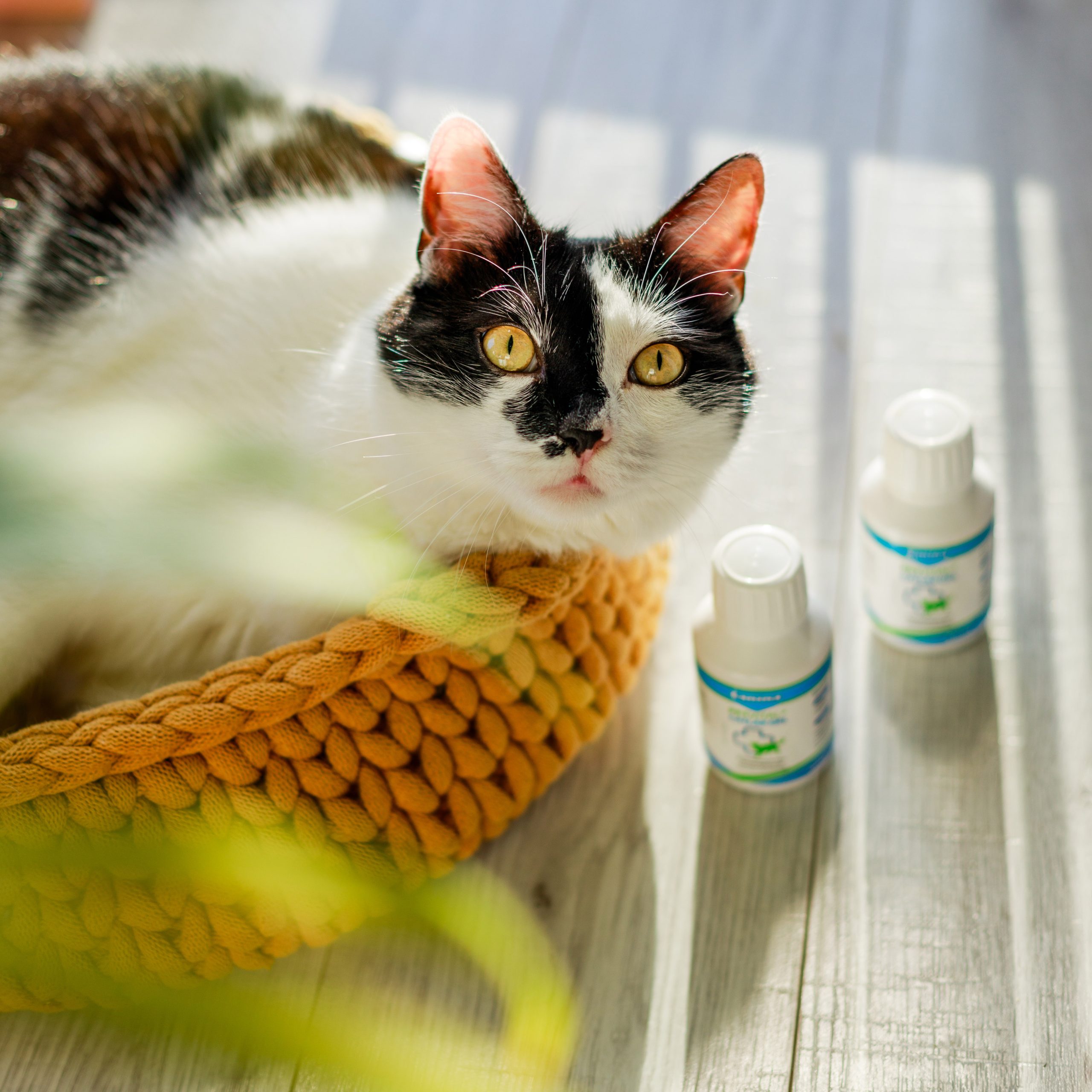 Catlax-gel dla kotów – recenzja